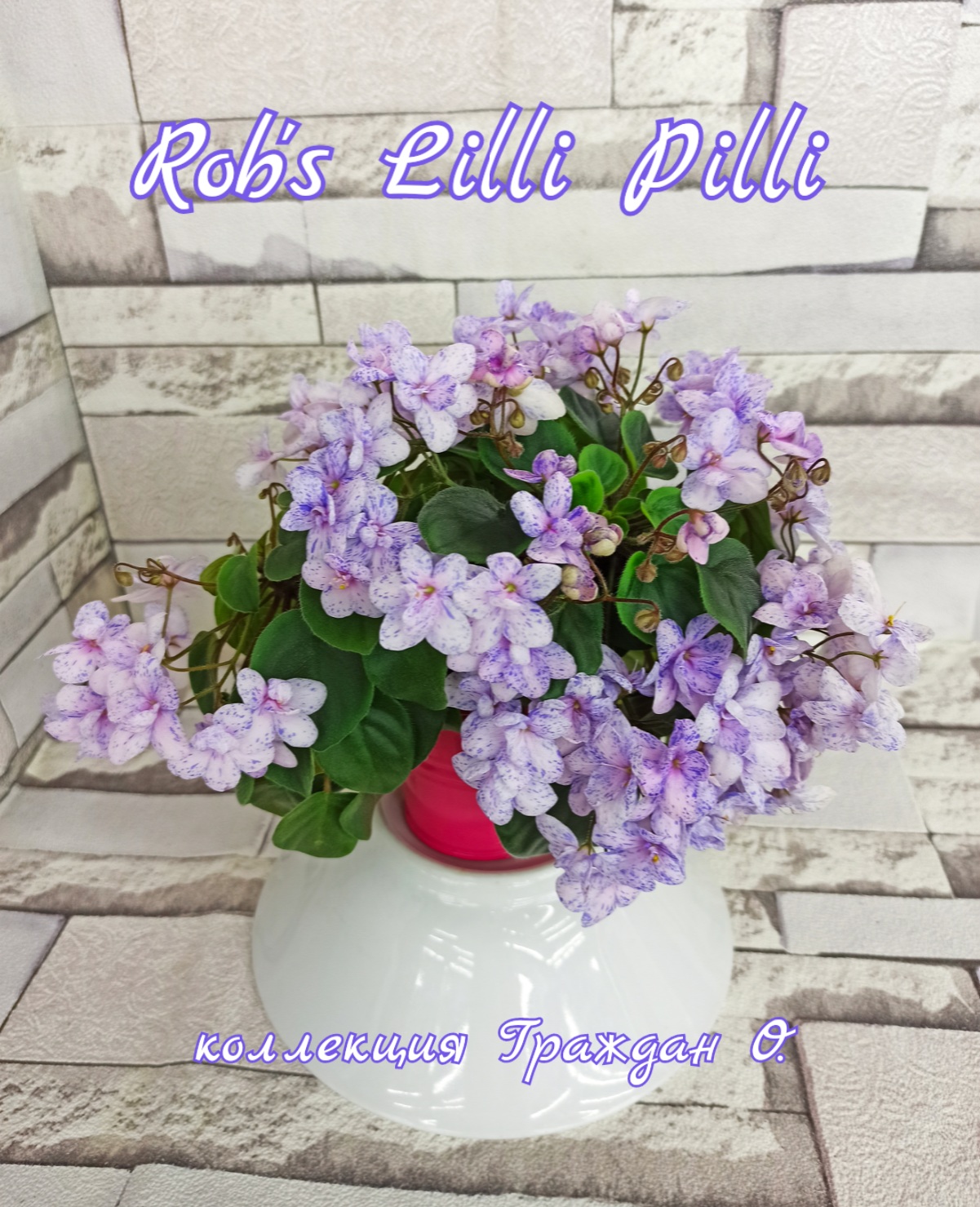 Rob's Lilli Pilli (Robinson)
