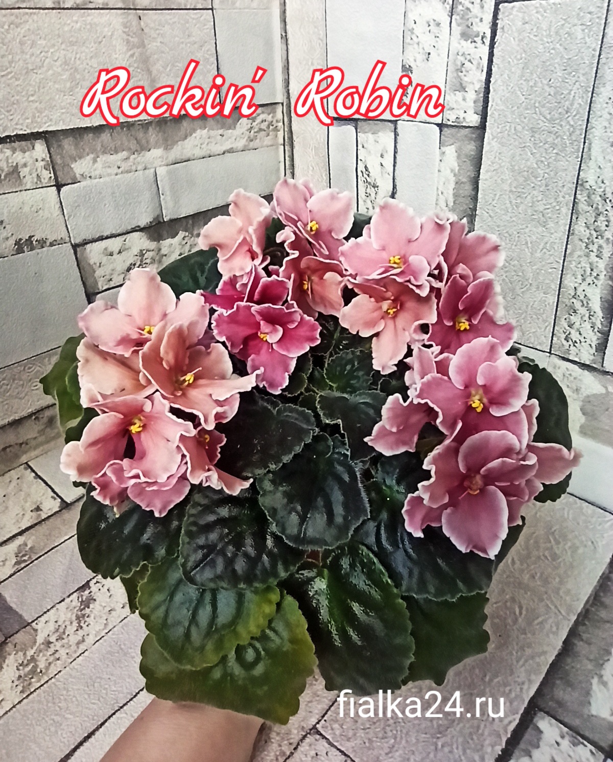 Rockin’Robin (Sorano)