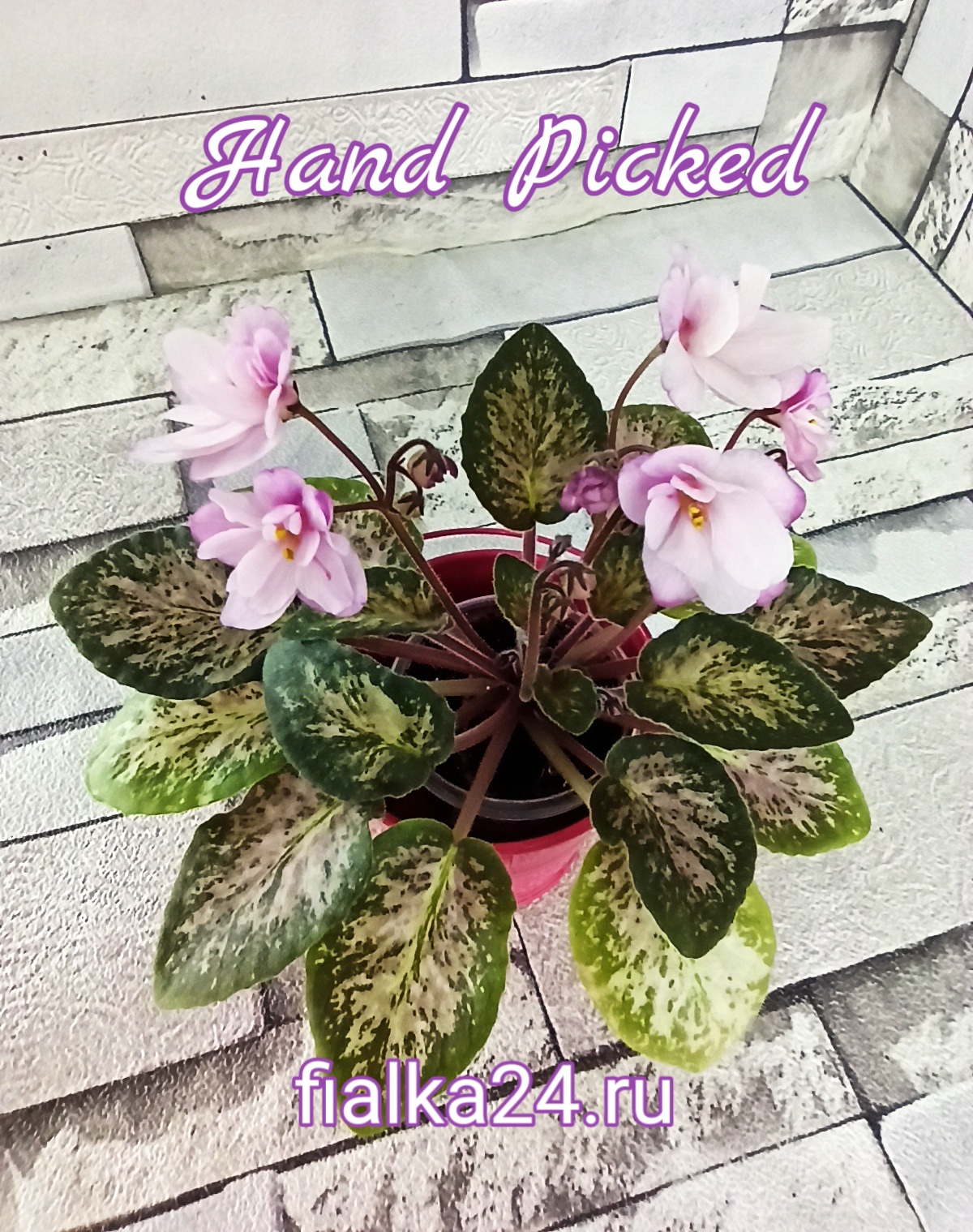 Hand Picked (V.Frathel)