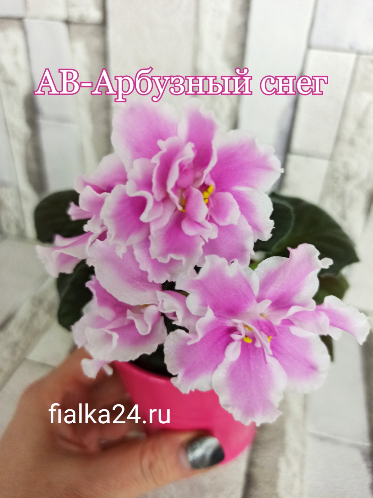 АВ-Арбузный снег