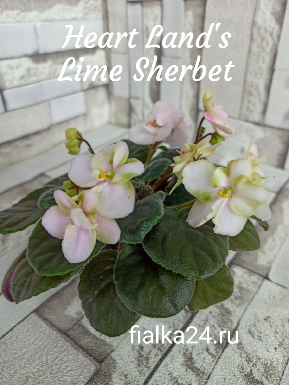 Heartland’s Lime Sherbet (D.Martens)