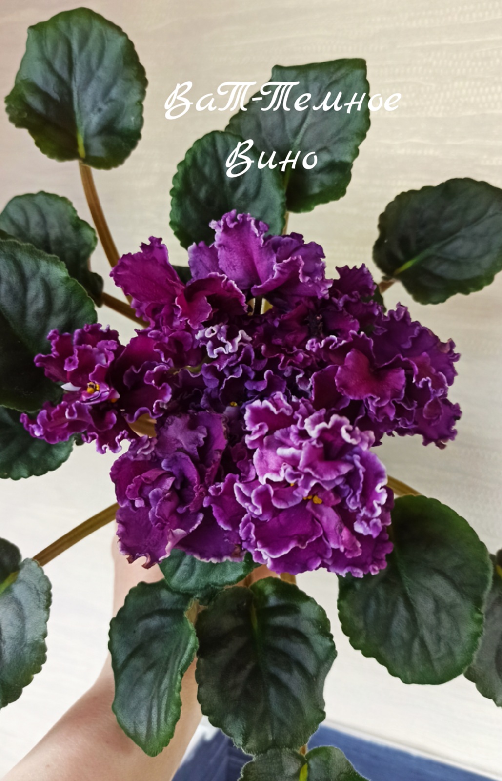ВаТ-Темное Вино