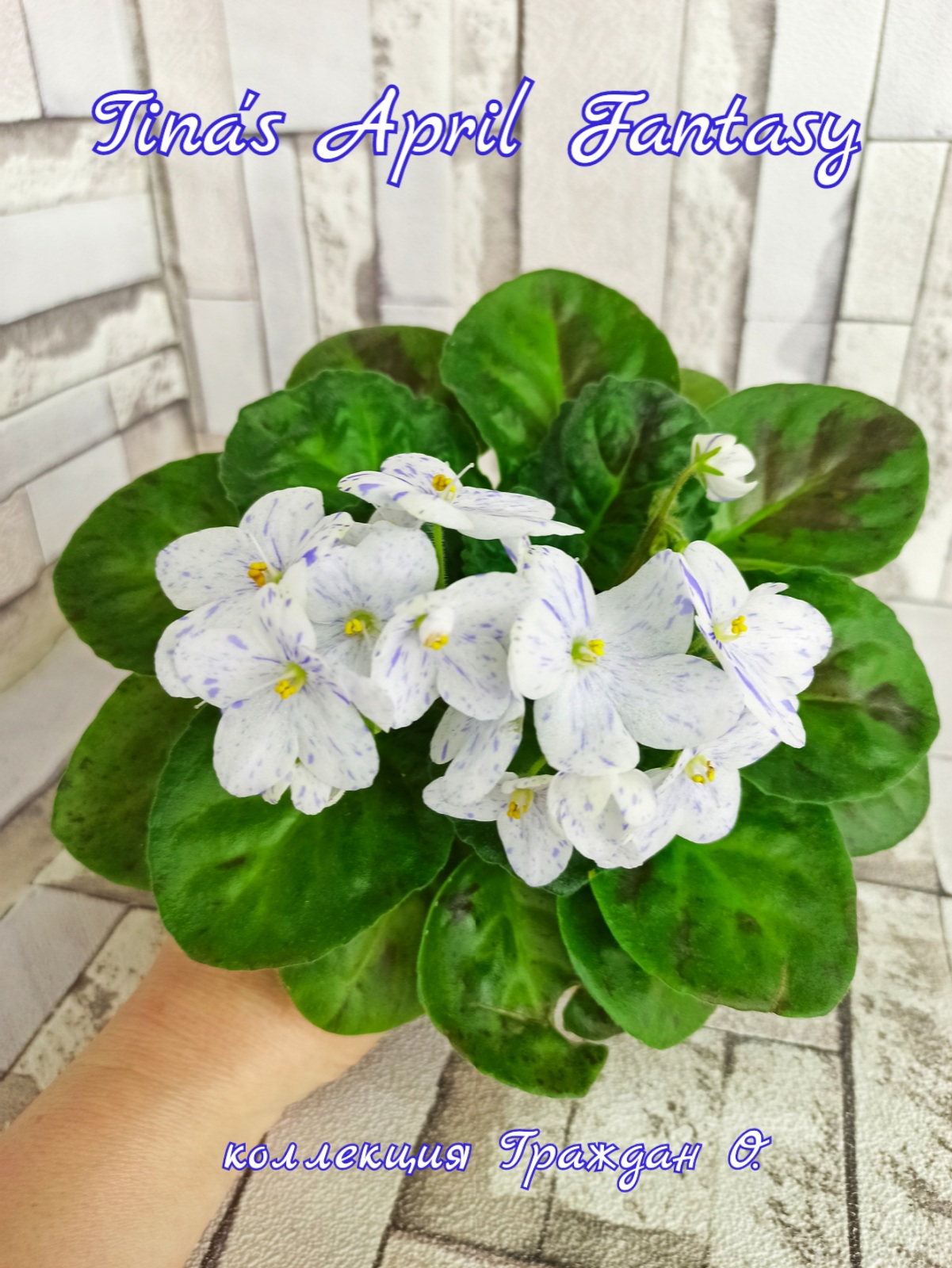 Tina's April Fantasy (Elfstrom)