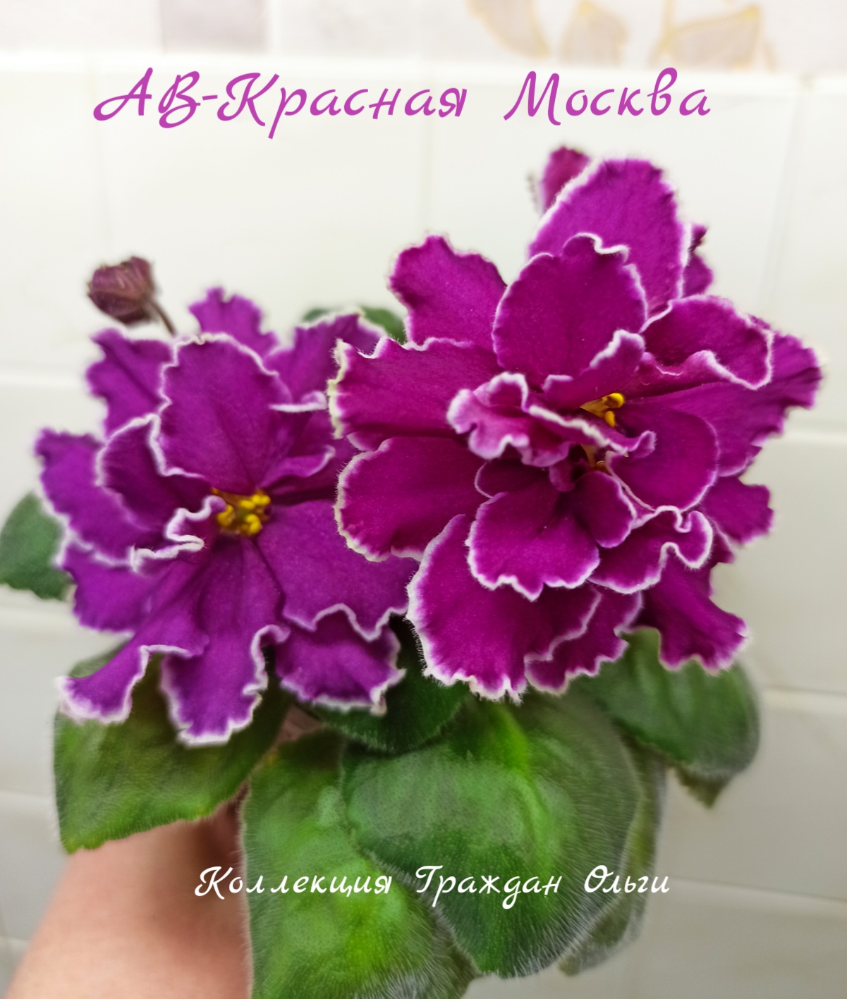 АВ-Красная Москва