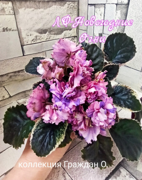ЛФ-Новогодние Огни