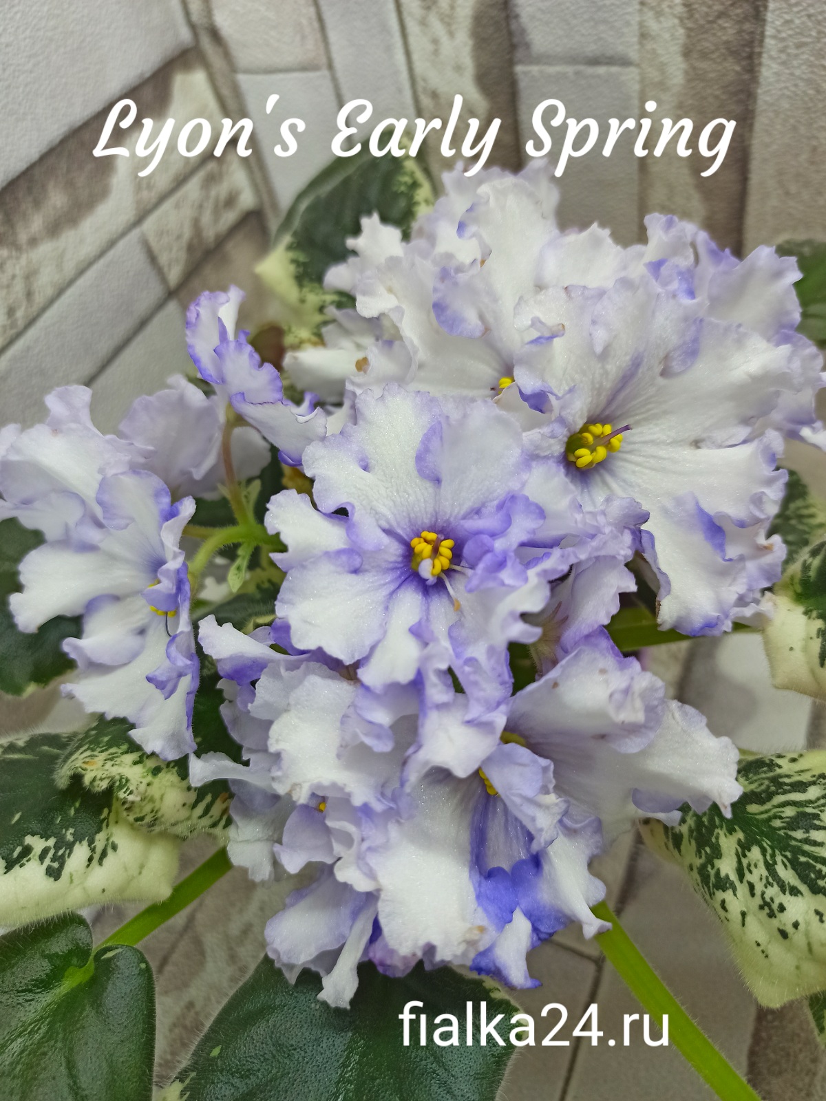 Lyon's Early Spring (Sorano)