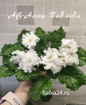 АВ-Анна Павлова