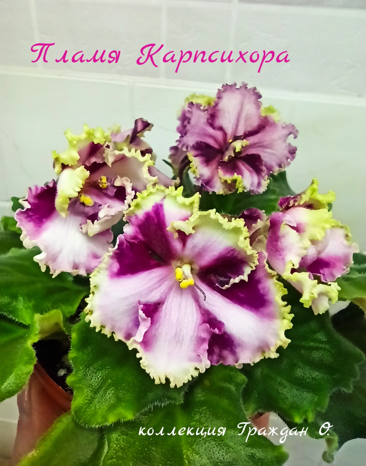 Пламя Карпсихора (Печенкина/Тотиева)