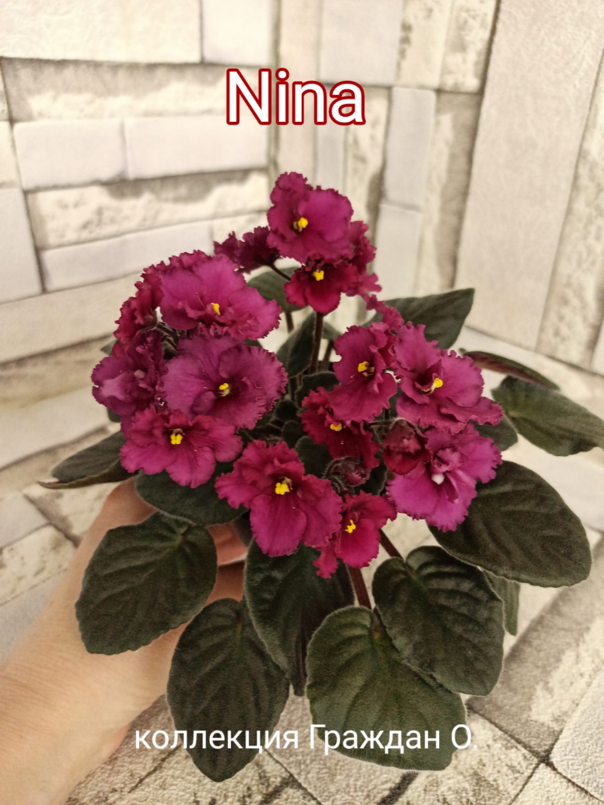Nina (неизвест)