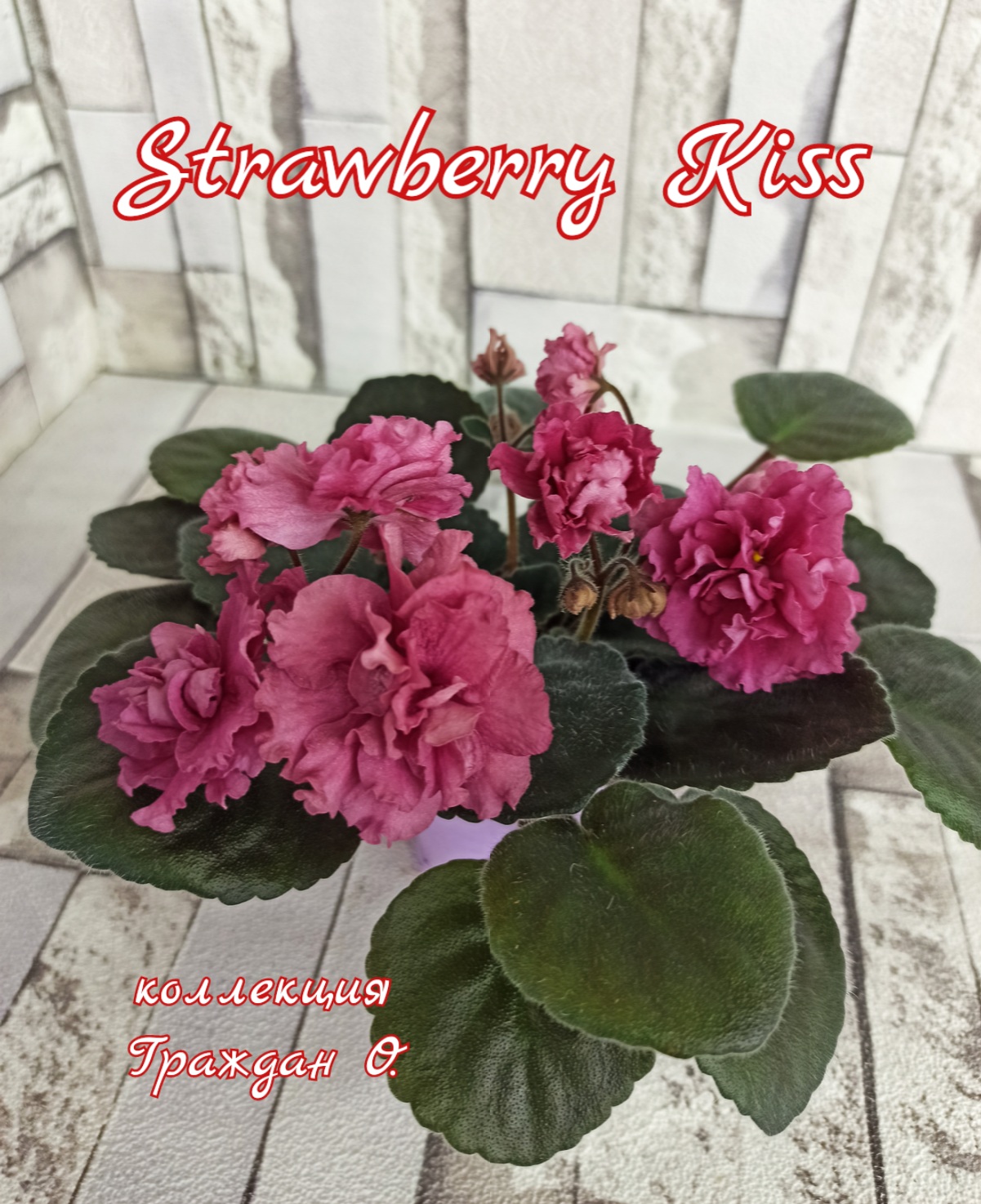 Strawberry Kiss (LLG/Sorano)