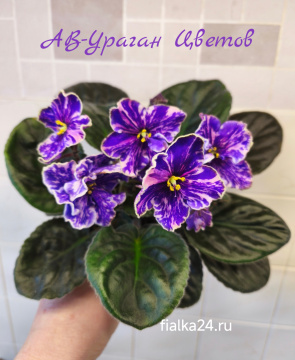 АВ-Ураган Цветов