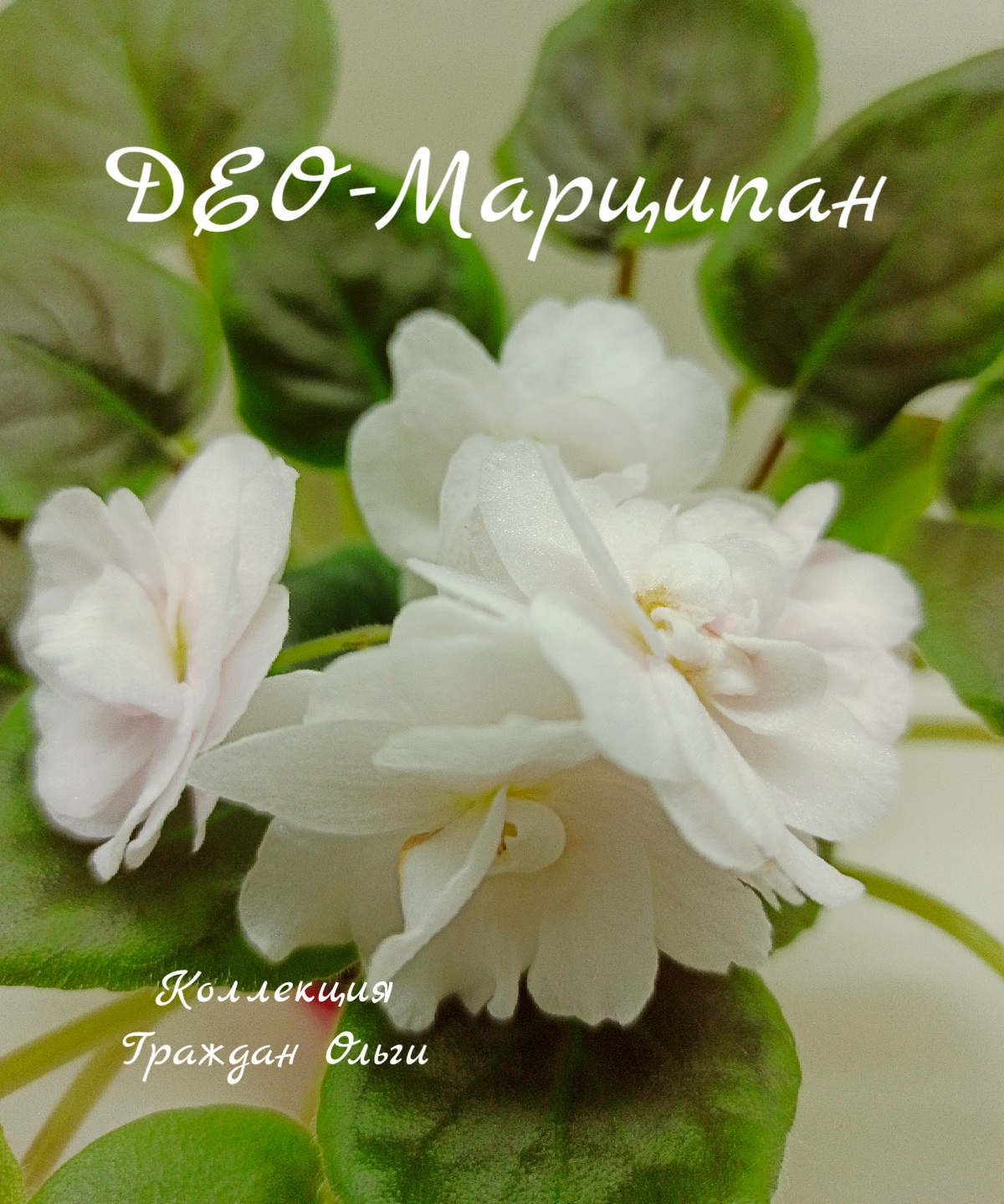 ДЕО-Марципан (О. Аксенкина)