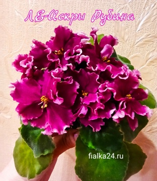 ЛЕ-Искры Рубина