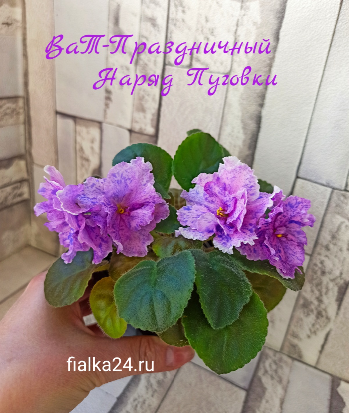 ВаТ- Праздничный Наряд Пуговки