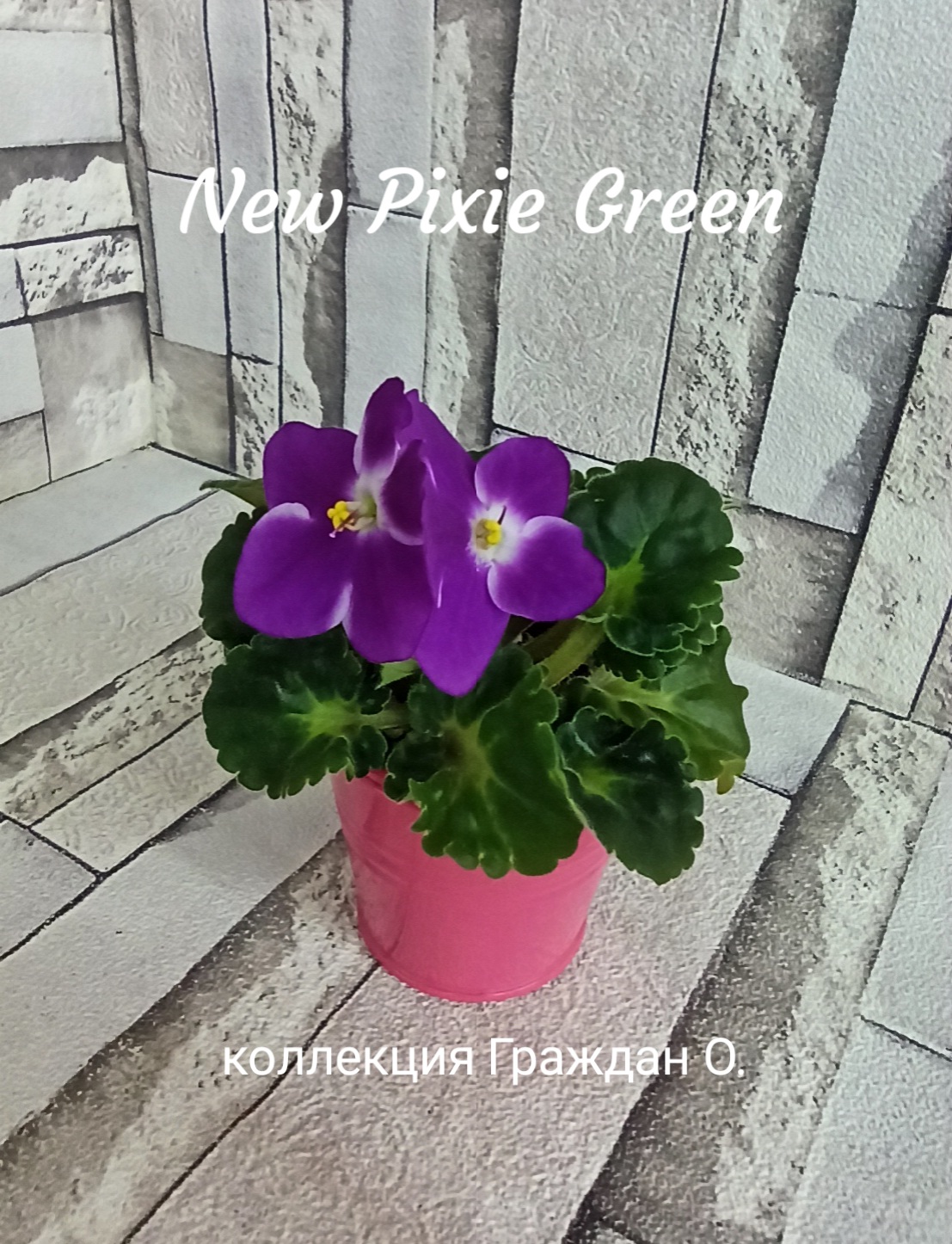 New Pixie Green (McDonald)