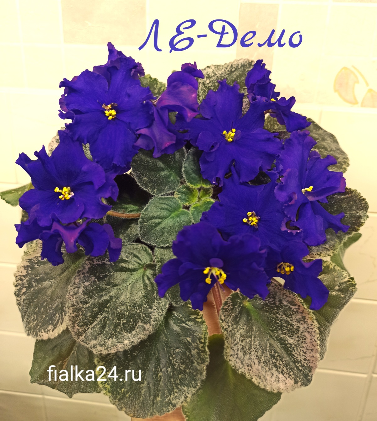 ЛЕ-Демо