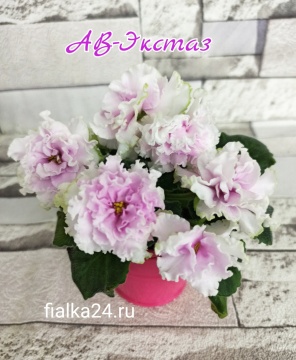 АВ-Экстаз