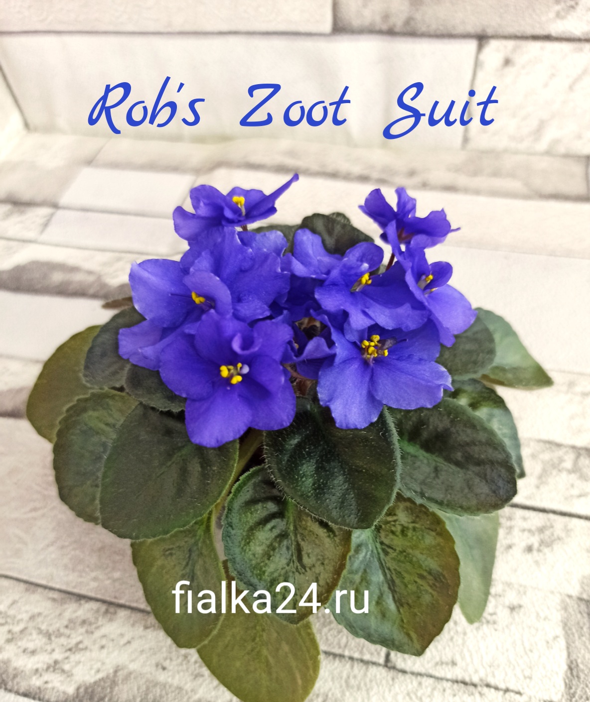 Rob's Zoot Suit (Robinson)