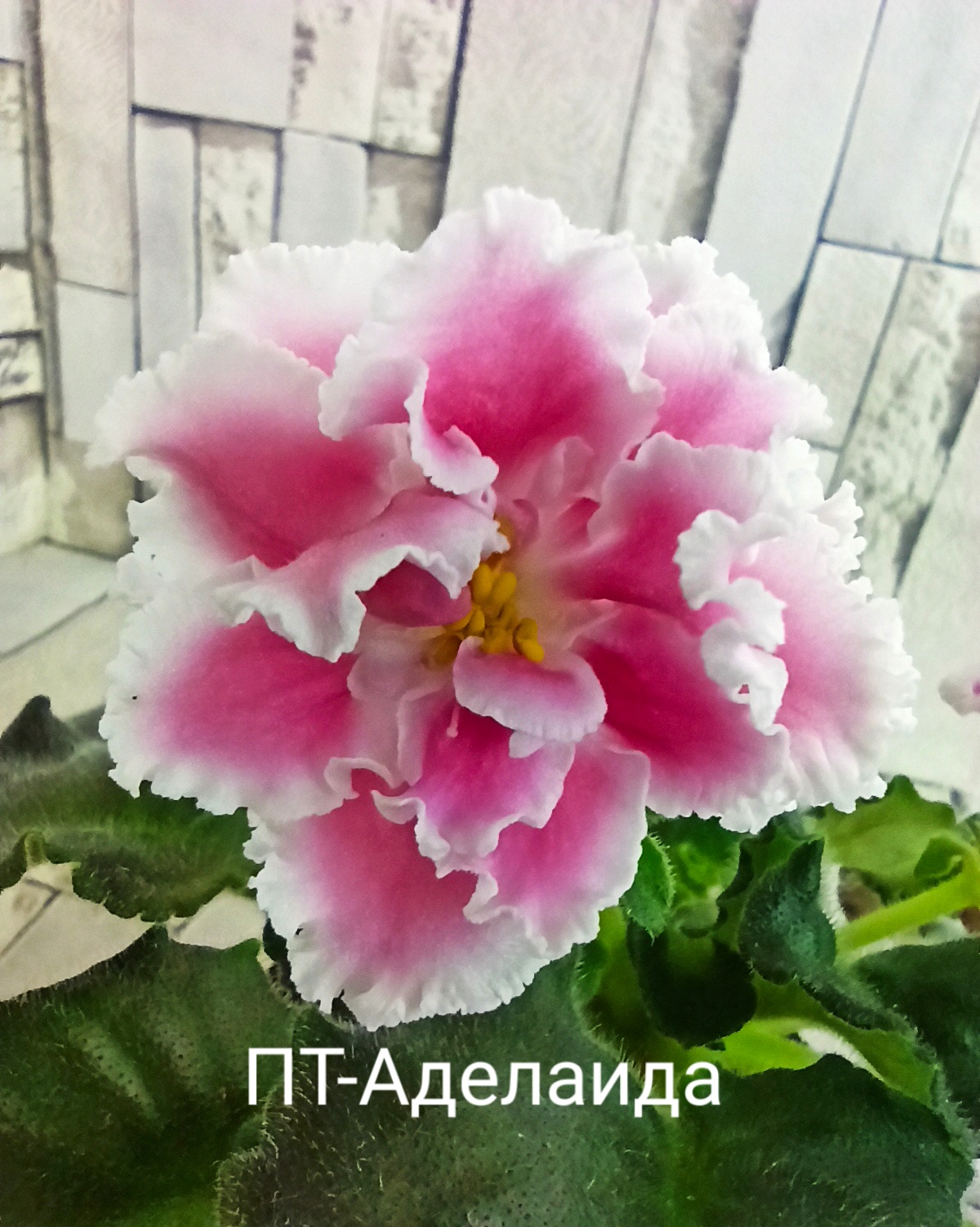 ПТ-Аделаида