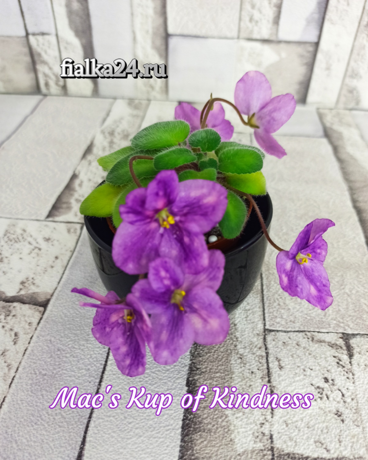 Mac's Kup of Kindness (McDonald)