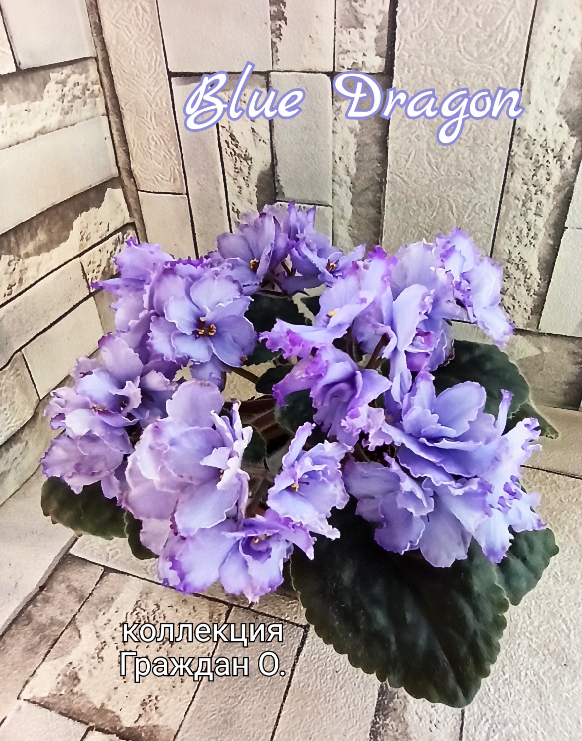 Blue Dragon (Sorano)