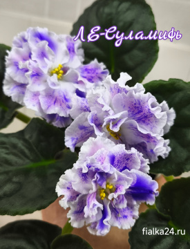 ЛЕ-Суламифь