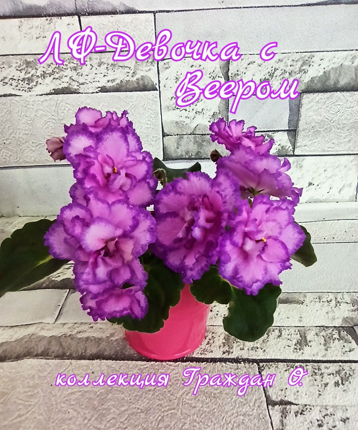 ЛФ-Девочка с Веером