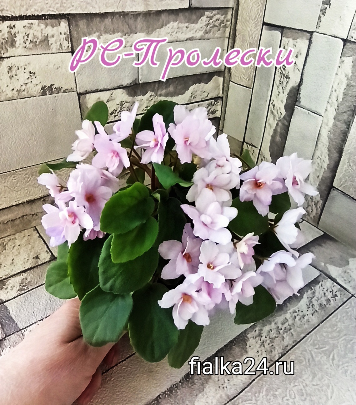 РС-Пролески
