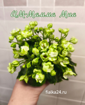 ЦМ-Мамма Миа