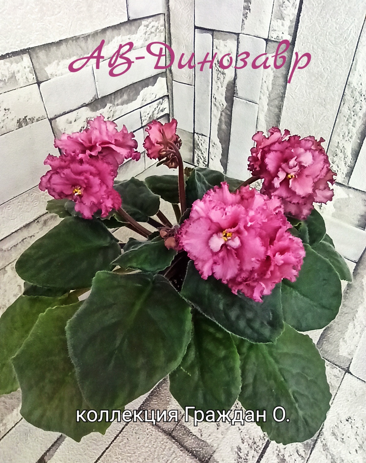 АВ-Динозавр