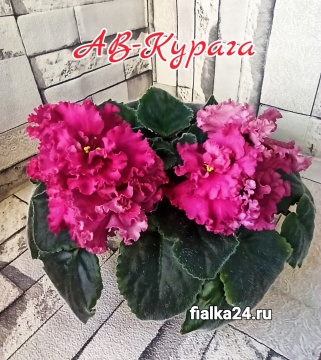 АВ-Курага