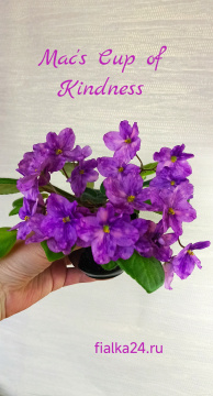 Mac's Kup of Kindness (McDonald)