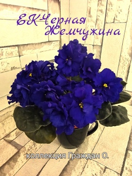 ЕК-Черная Жемчужина