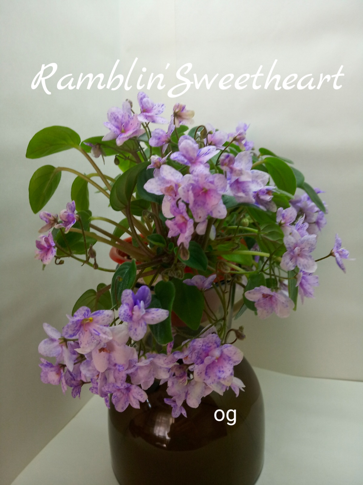 Ramblin’Sweetheart (Sorano)