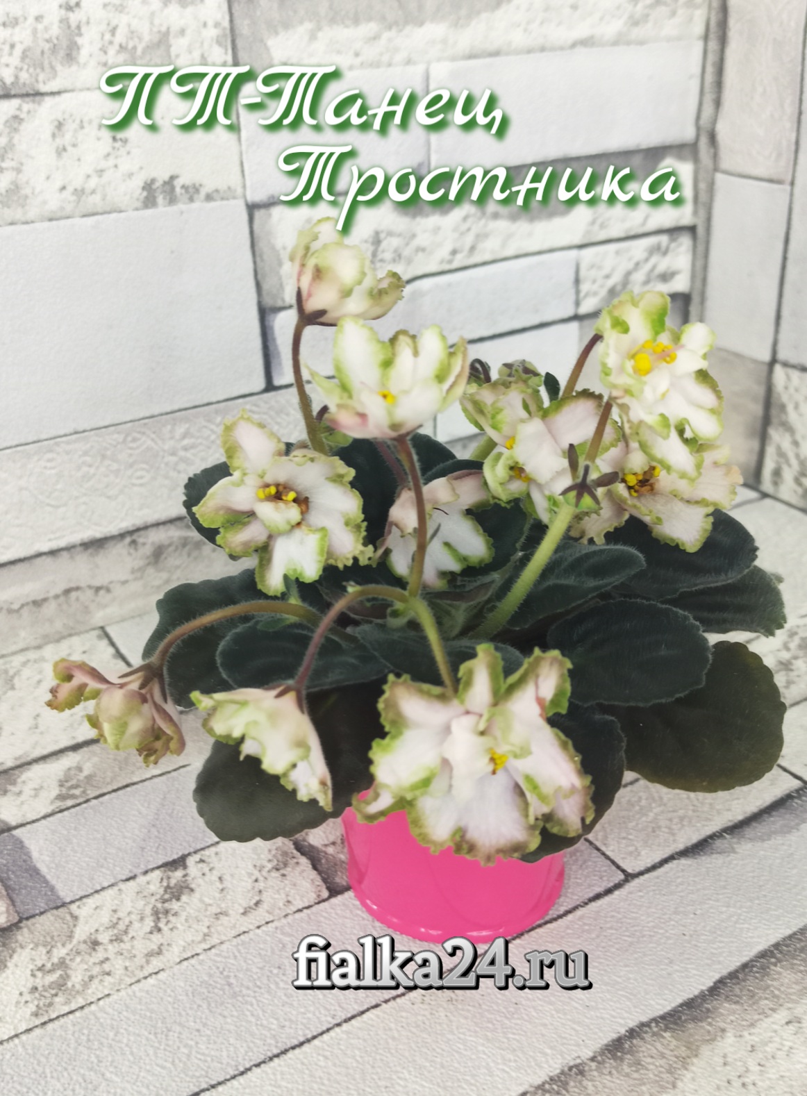 ПТ-Танец Тростника