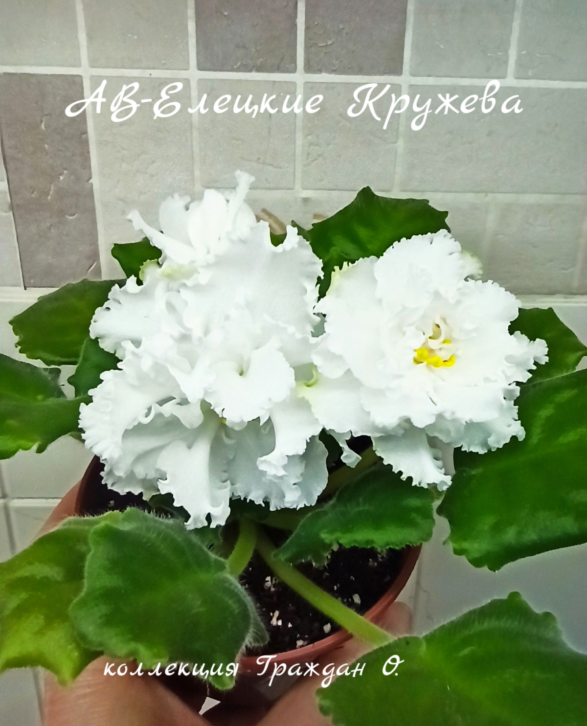 АВ-Елецкие кружева 