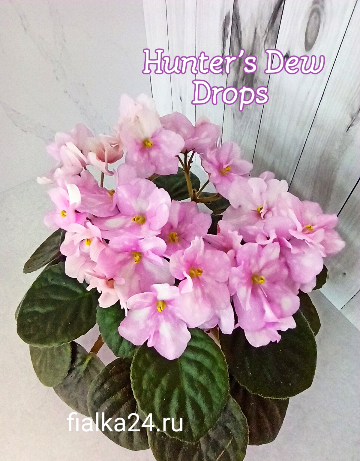 Hunter's Dew Drops (Muzalewski)