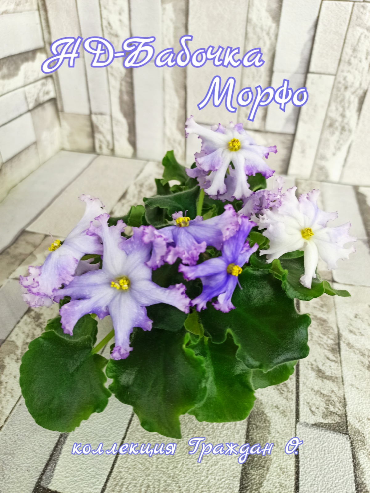 НД-Бабочка Морфо