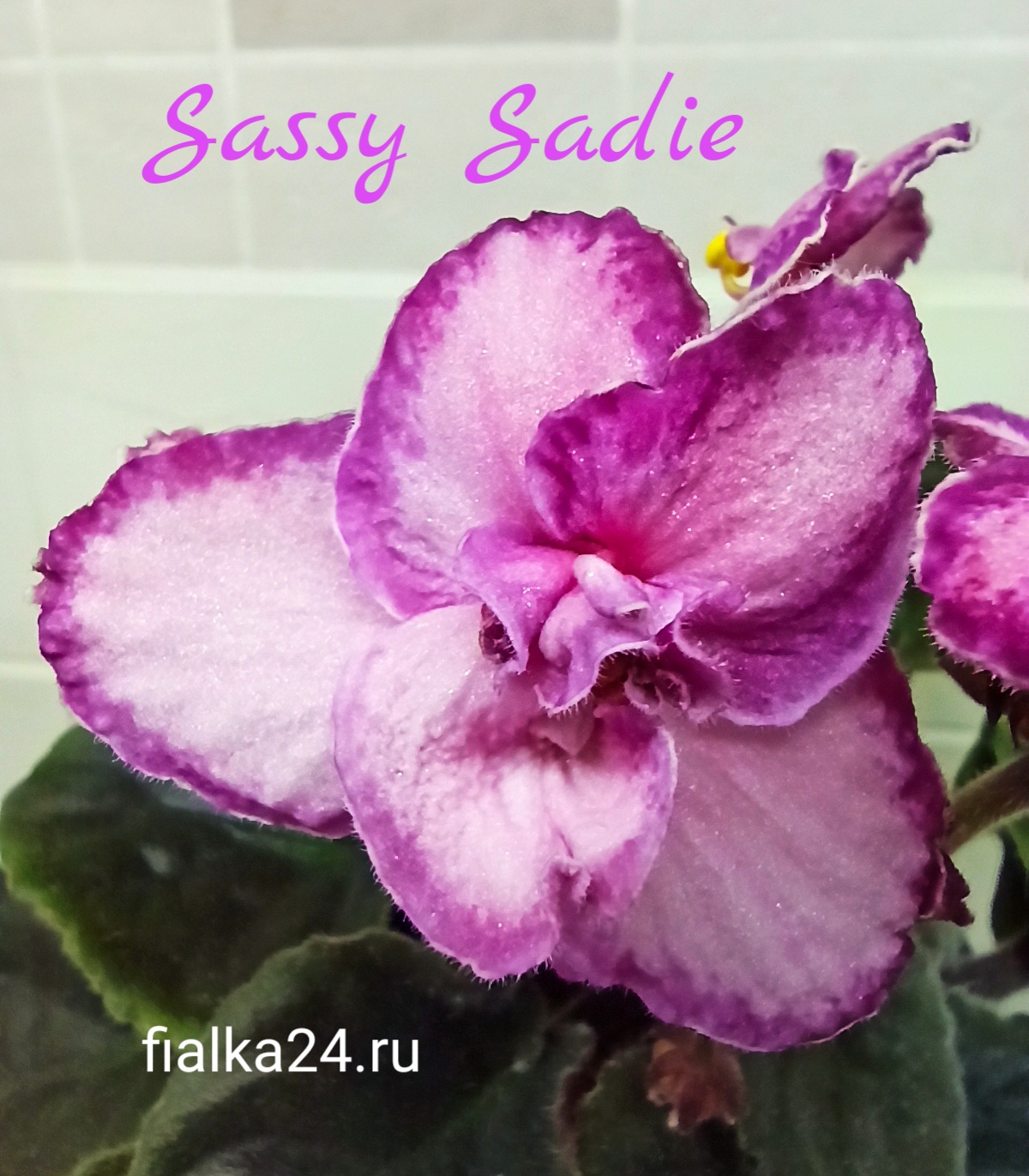 Lyon's Sassy Sadie (Sorano)