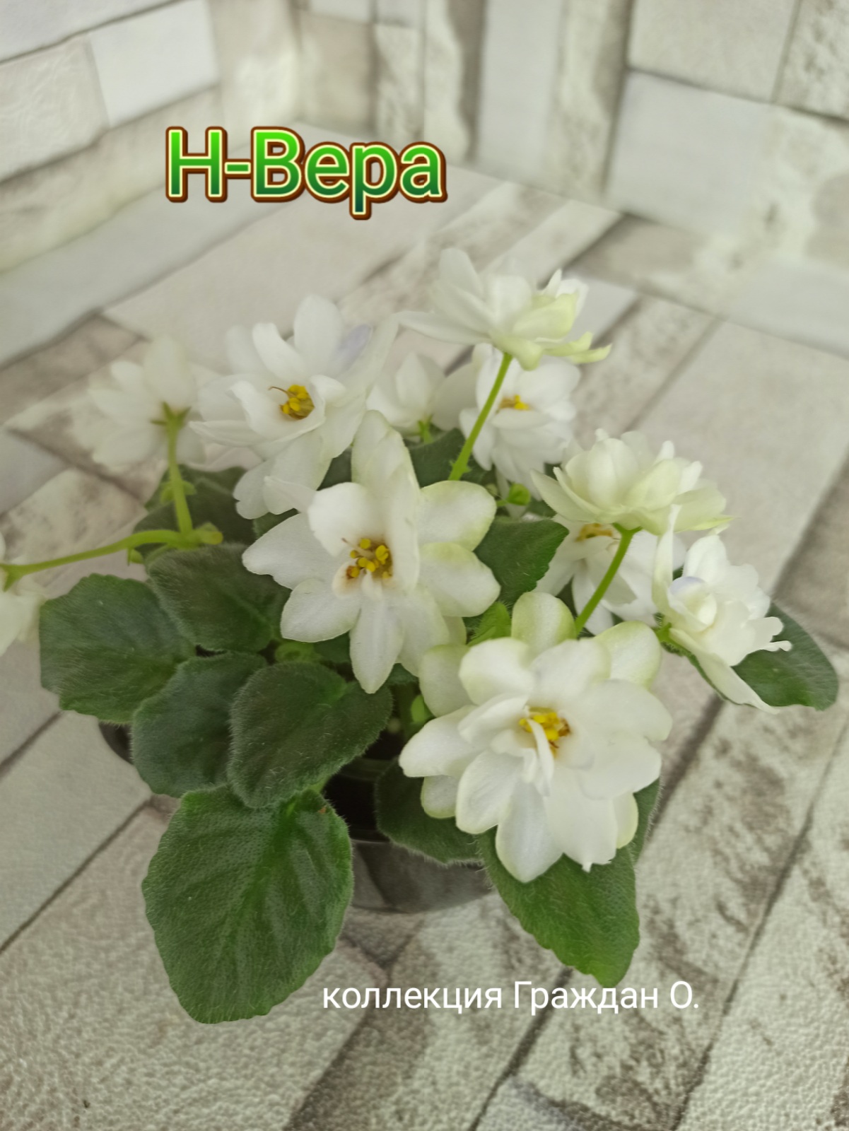 Н-Вера