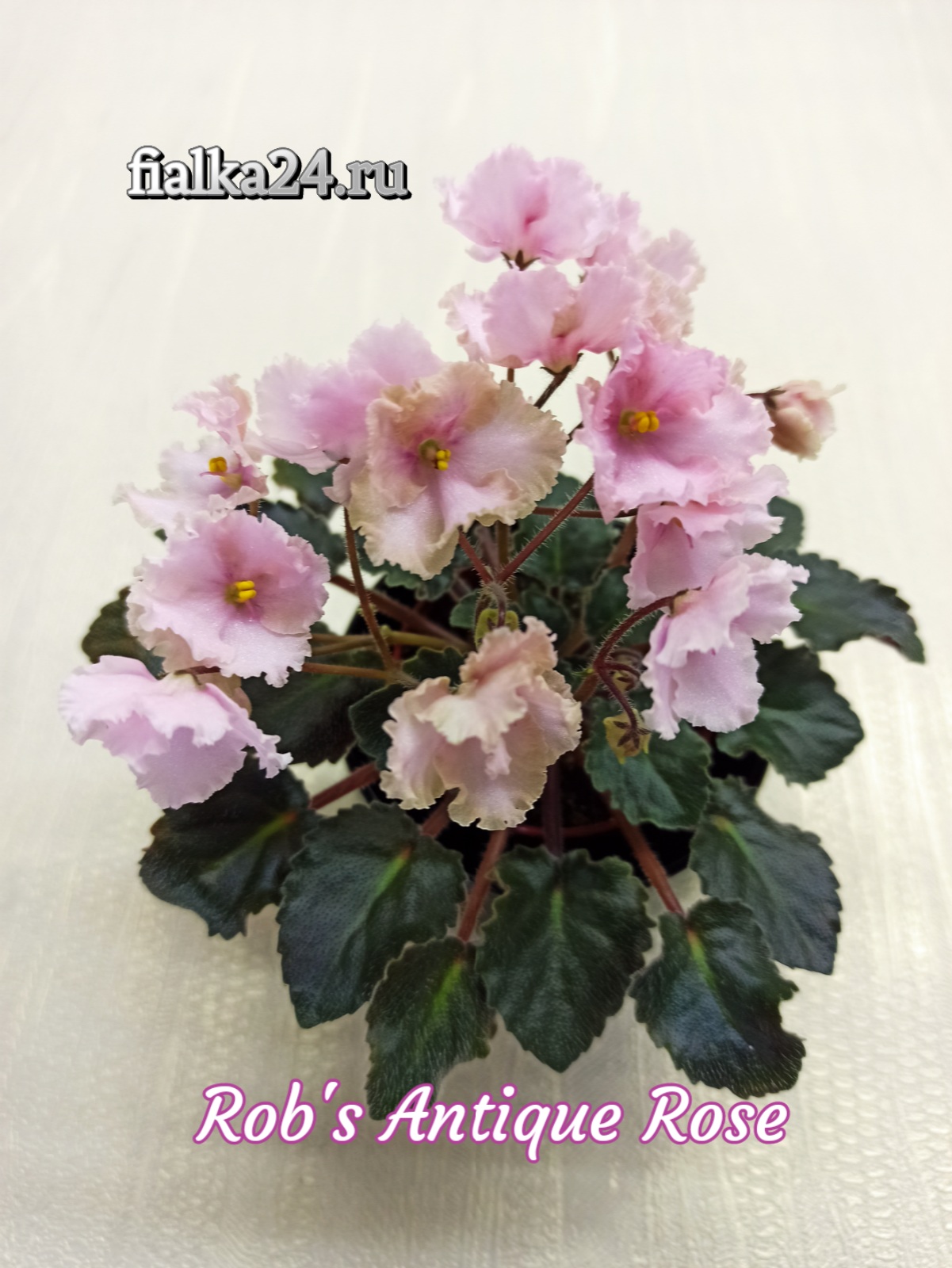 Rob’s Antique Rose (Robinson)