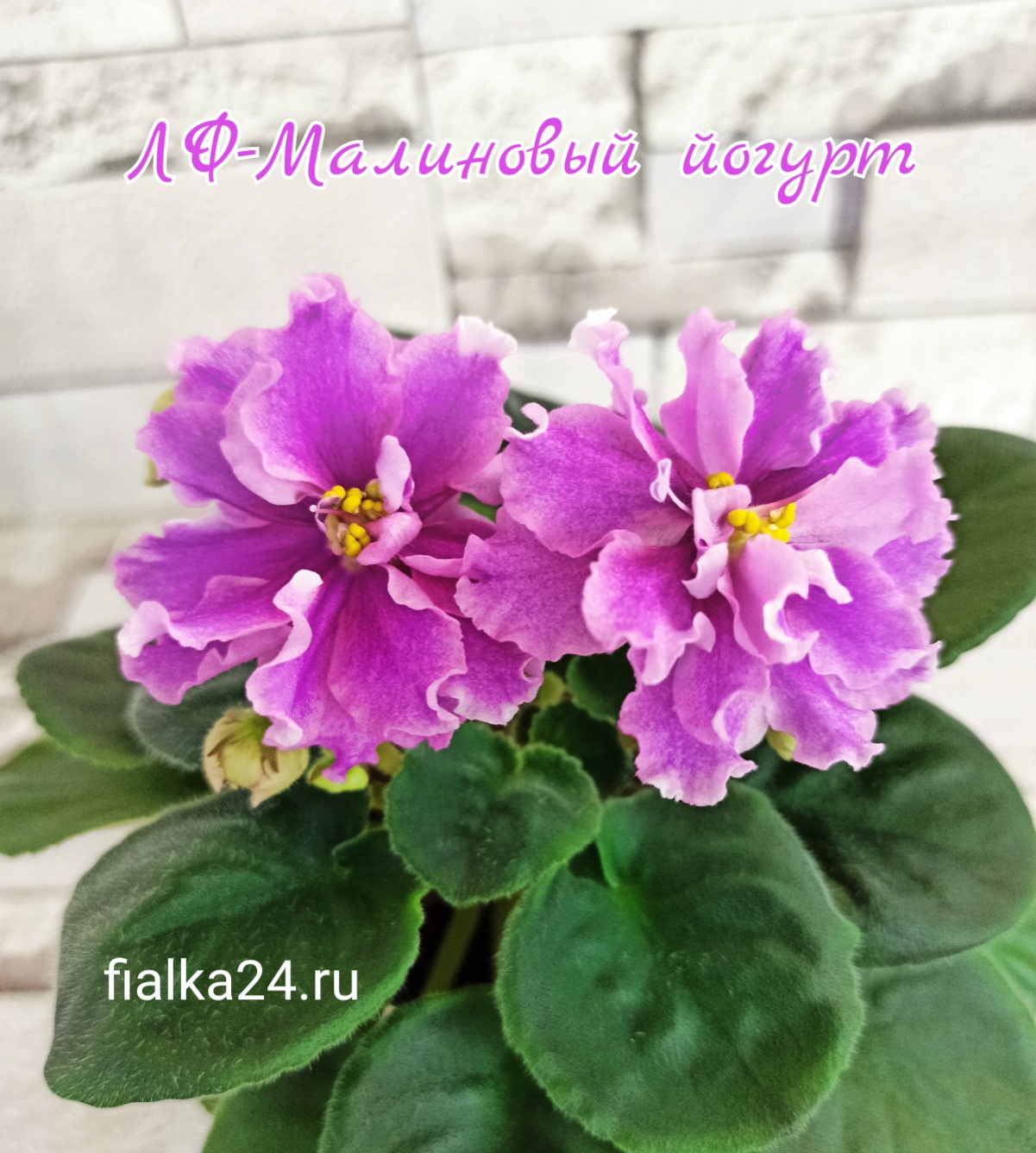 ЛФ-Малиновый Йогурт