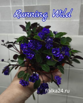 Running Wild (Lyon)