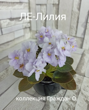 ЛЕ-Лилия