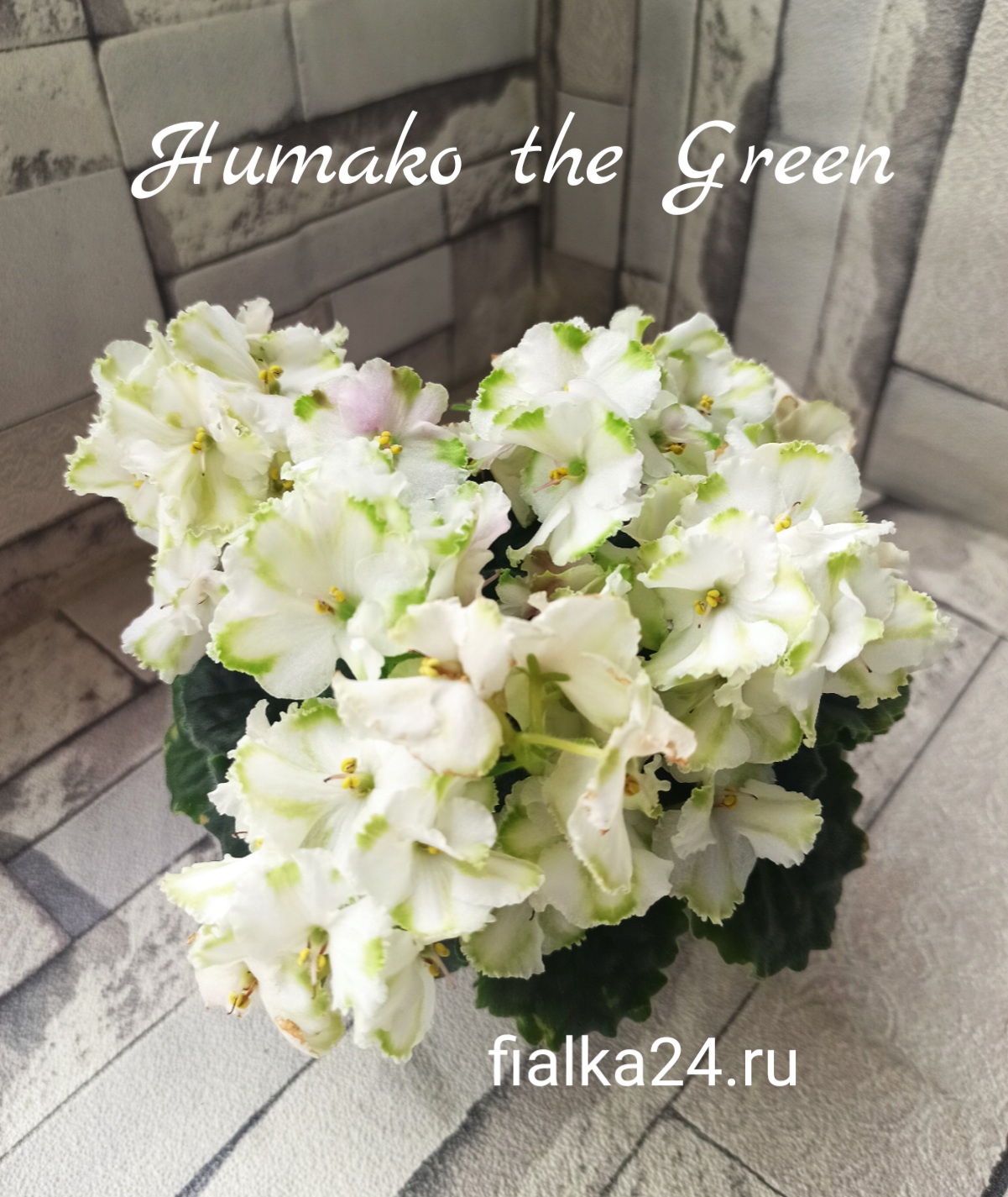 Humako The Green (Humako)
