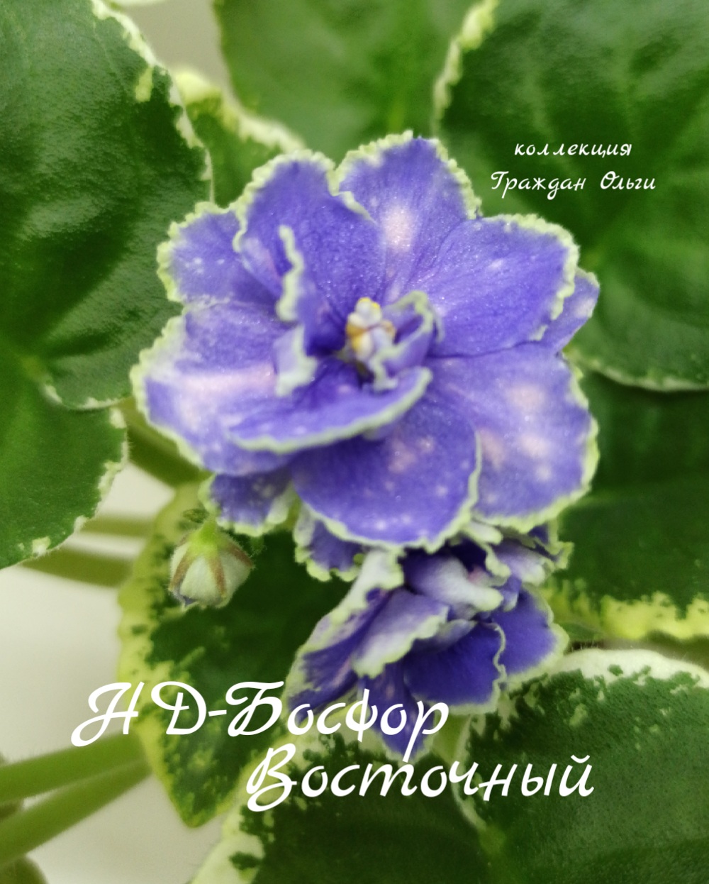 НД-Босфор Восточный