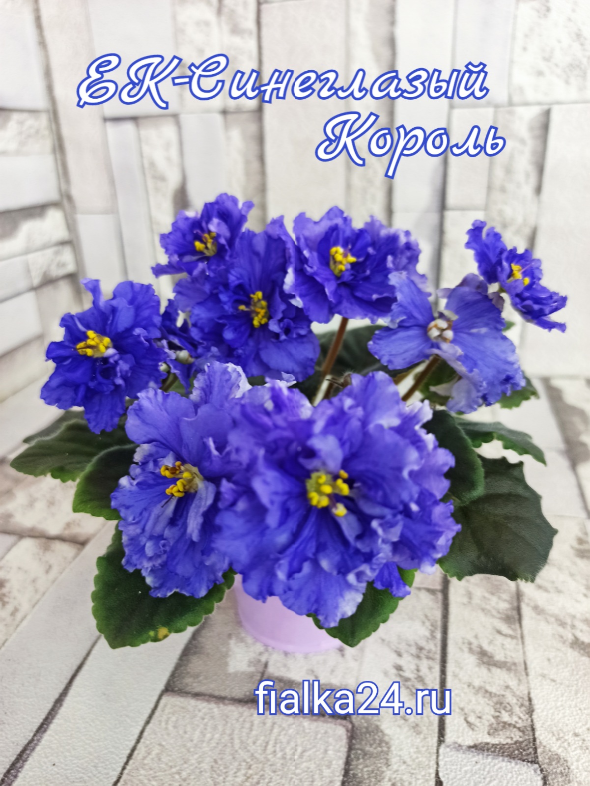 ЕК-Синеглазый король