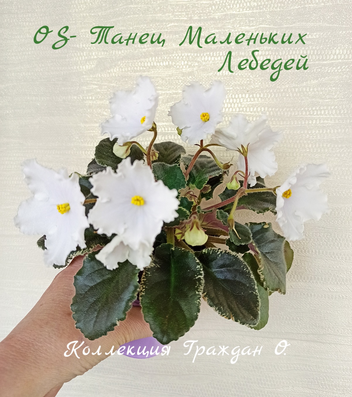 OS-Танец Маленьких Лебедей