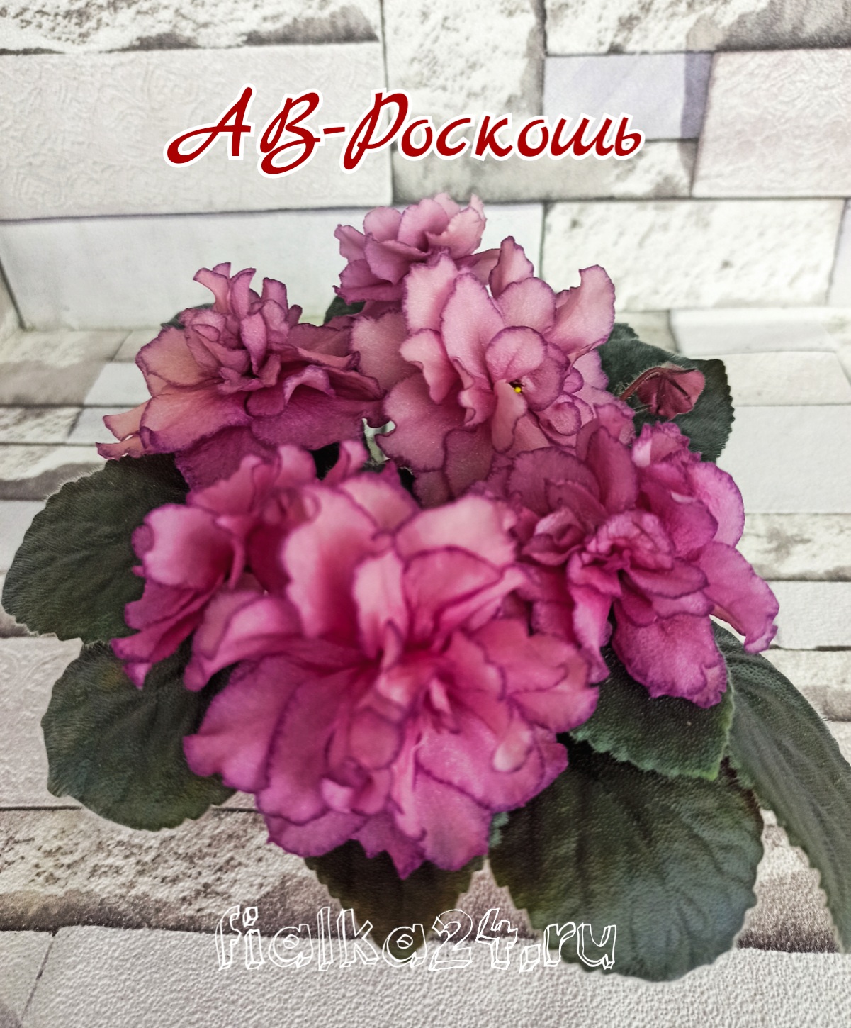 АВ-Роскошь
