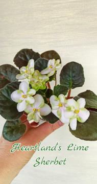 Heartland’s Lime Sherbet (D.Martens)